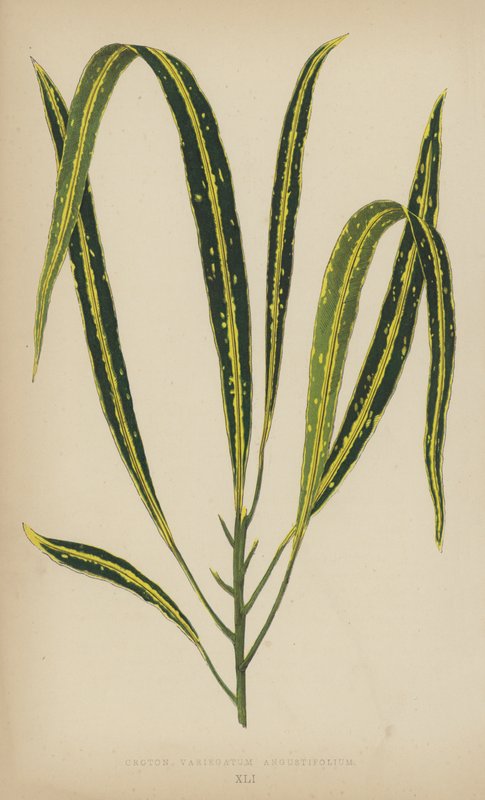 Croton variegatum Angustifolium tekijältä English School