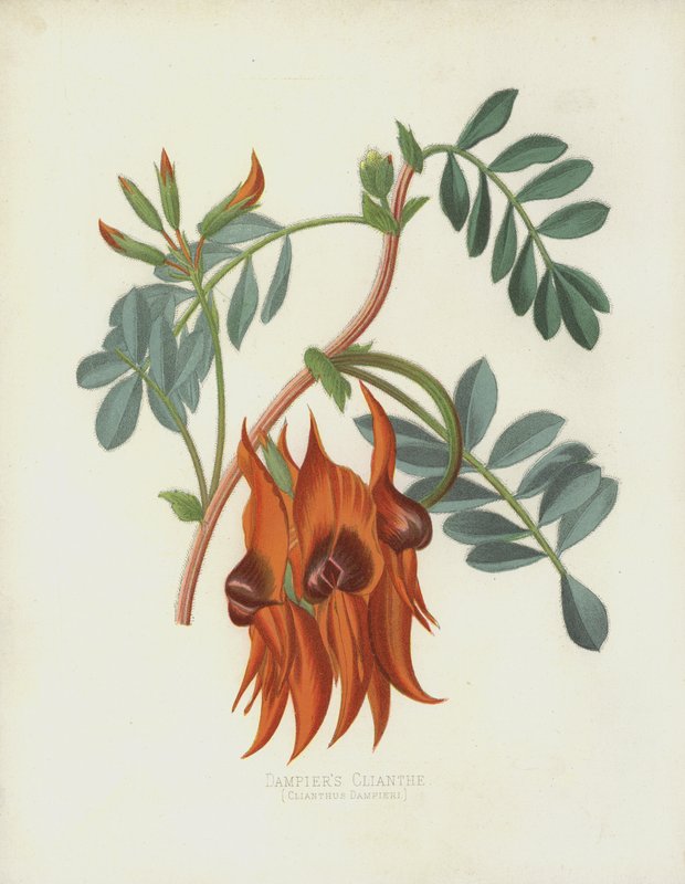 Dampiers Clianth, Clianthus Dampieri tekijältä English School