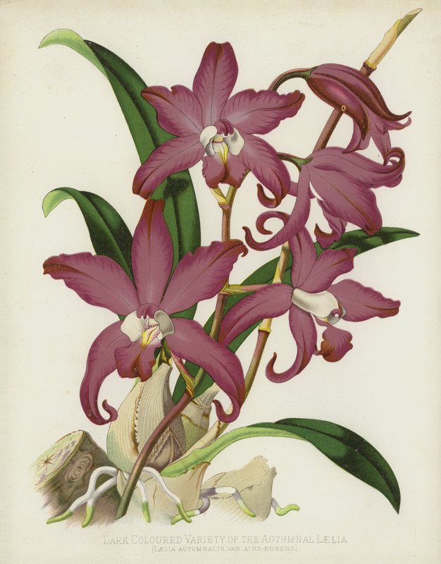 Syksyisen Laelian tummanvärinen lajike, Laelia Autumnalis, var Atro-Rubens. tekijältä English School