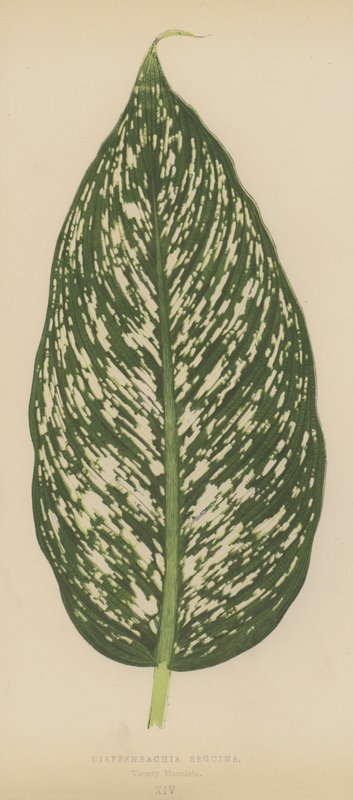Dieffenbachia Seguina, lajike Maculata tekijältä English School