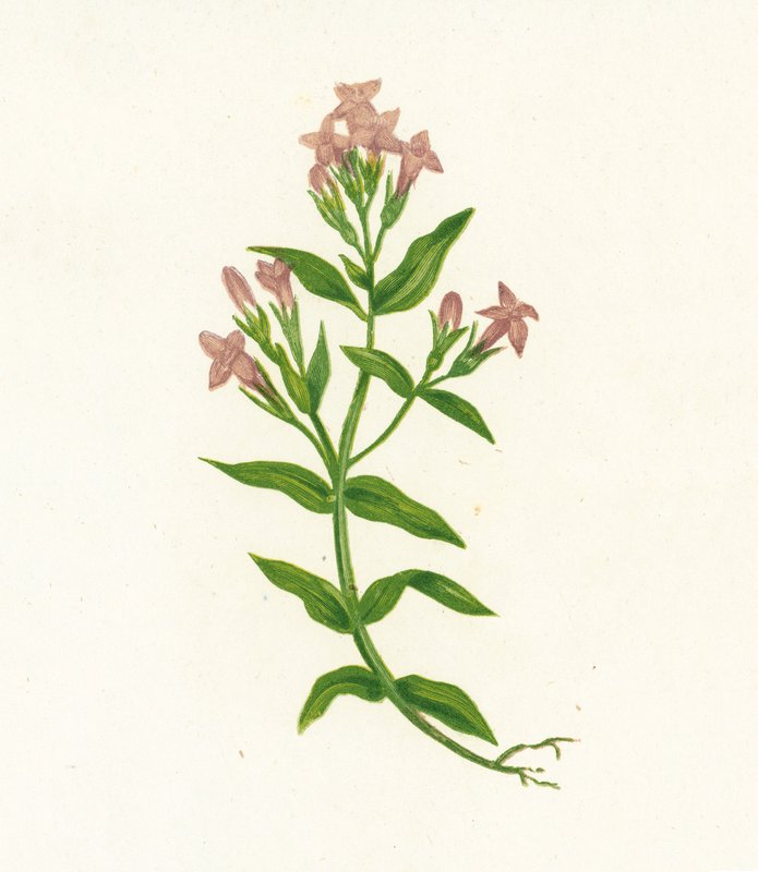 Kenttäentian, Gentiana Campestris tekijältä English School