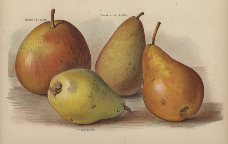 Gansels Bergamot, Van Mons Leon le Clerc, Portugal Quince, Durondeau. tekijältä English School