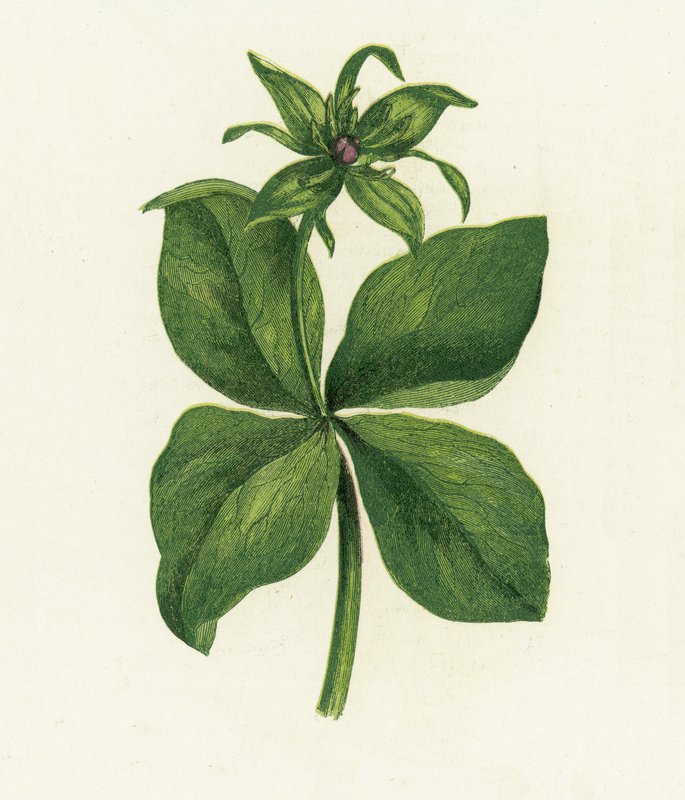 Herb Paris, Paris Quadrifolia tekijältä English School