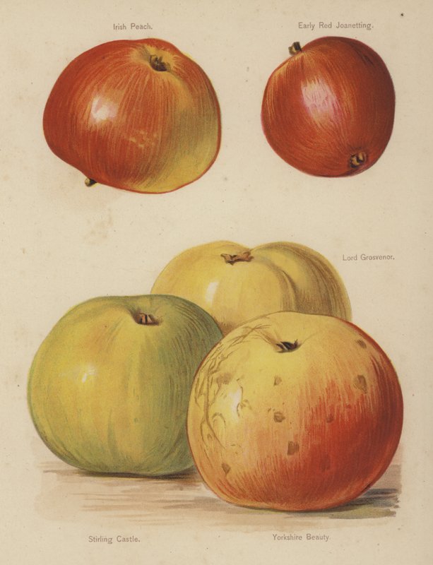 Irish Peach, Early Red Joanetting, Lord Grosvenor, Stirlingin linna, Yorkshire Beauty. tekijältä English School
