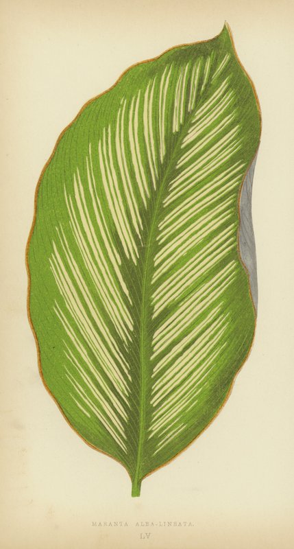 Maranta Alba-Lineata tekijältä English School