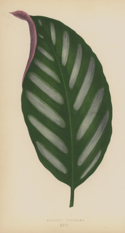 Maranta Porteana tekijältä English School