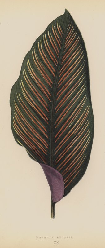 Maranta Regalis tekijältä English School
