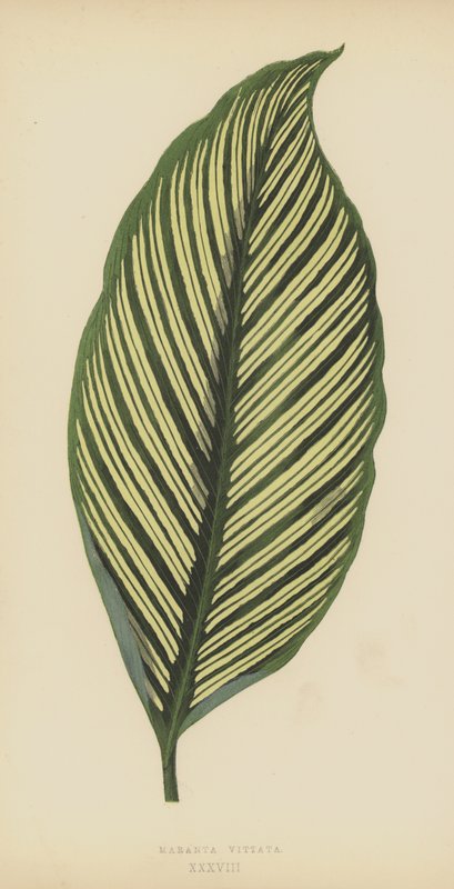 Maranta Vittata tekijältä English School