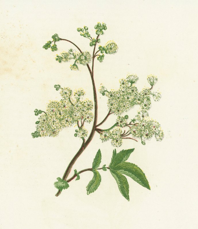 Meadow Sweet tai Dropwort, Spiraea Ulmaria tekijältä English School