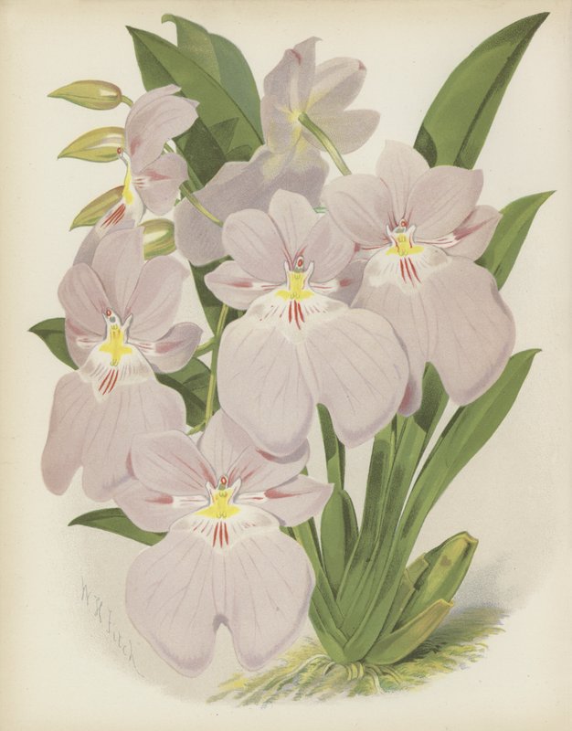 Odontoglossum Vexillarium tekijältä English School