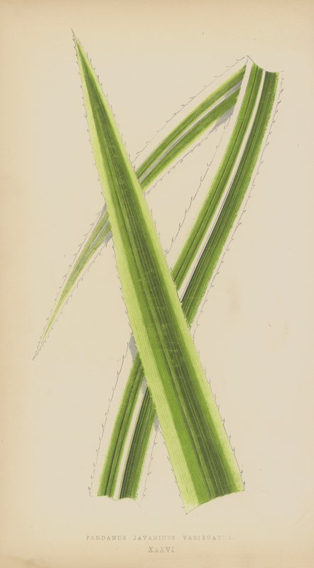 Pandanus Javanicus Variegatus tekijältä English School