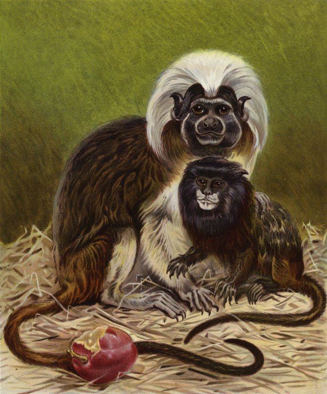 Pinche Marmoset ja Negro Tamarinit tekijältä English School