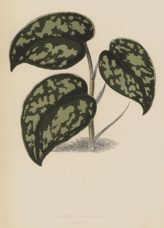Pothos Argyraea tekijältä English School