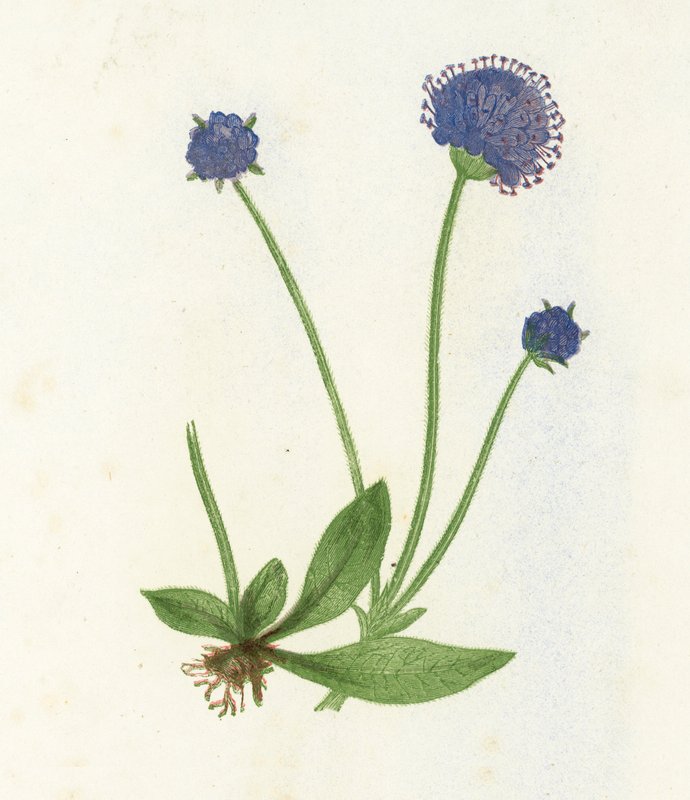 Premorse Scabius, Scabiosa Succisa tekijältä English School