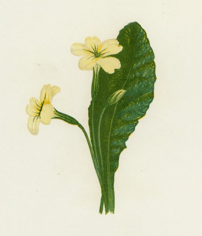 Primrose, Primula Vulgaris tekijältä English School
