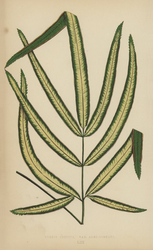 Pteris Cretica, lajike Albo-Lineata tekijältä English School