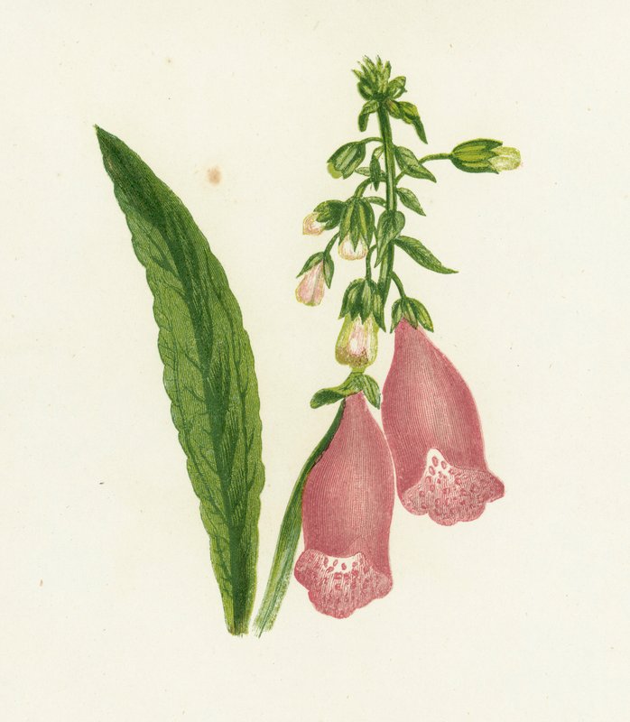 Purppurankynsi, Digitalis Purpurea tekijältä English School