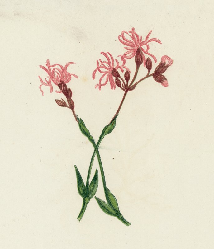 Ragged Robin, Lychnis Flos-Cuculi tekijältä English School