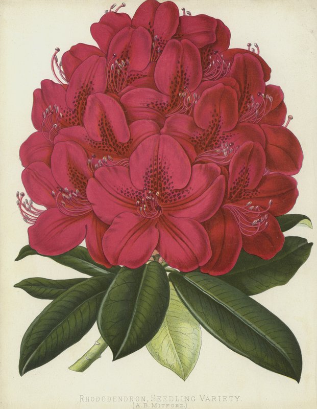 Rhododendron, taimilajike, A B Mitford tekijältä English School