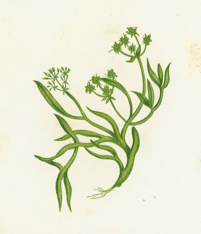 Samphire, Crithmum Maritimum tekijältä English School