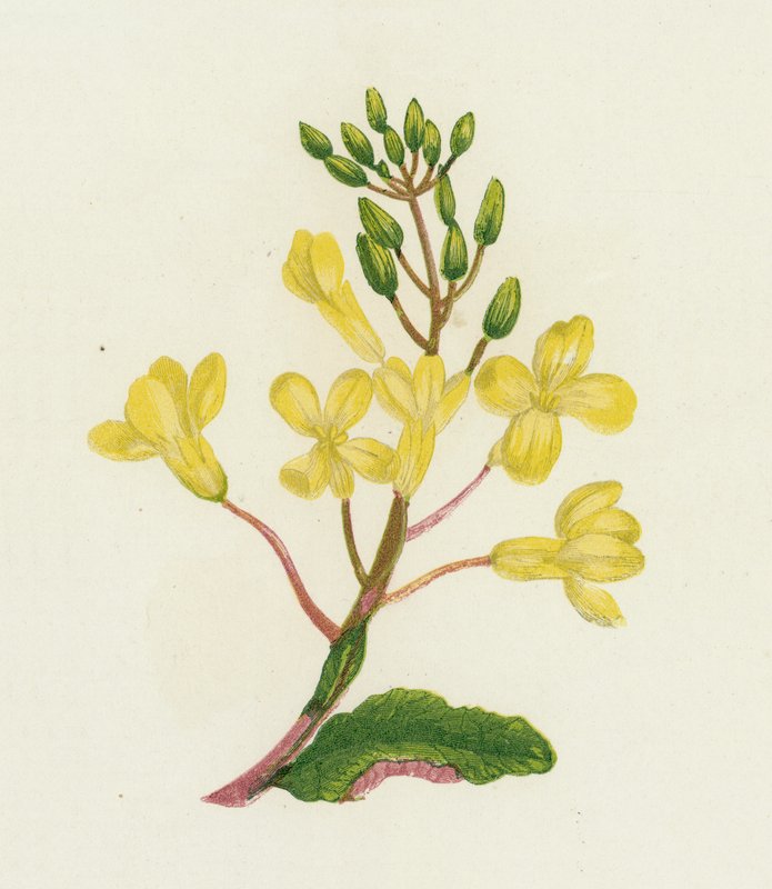 Merikaali, Brassica Oleracea tekijältä English School