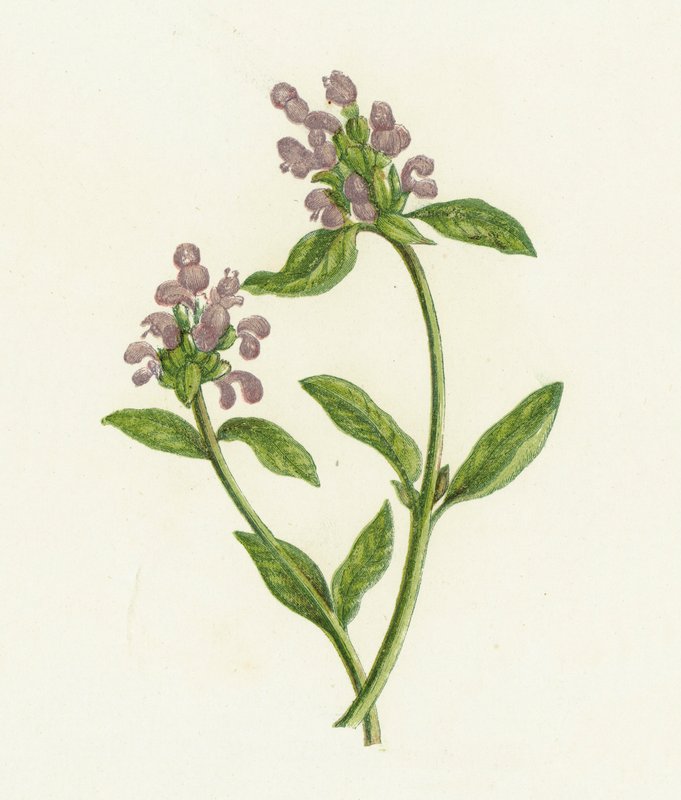 Self-Heal, Prunella Vulgaris tekijältä English School