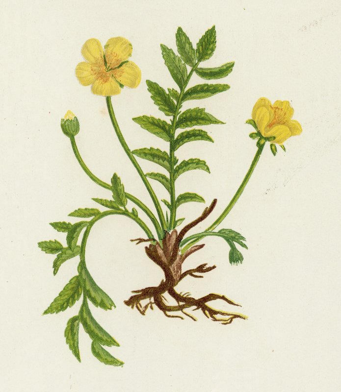 Silver Weed, Potentilla Anserina tekijältä English School