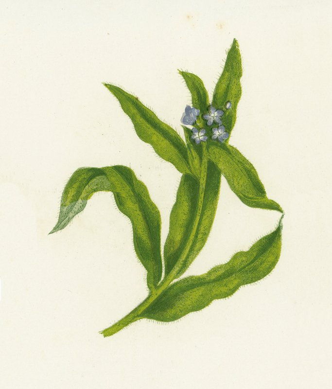 Pieni Bugloss, Lycopsis Arvensis tekijältä English School