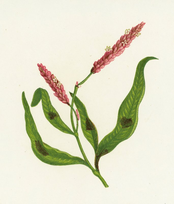 Täplikäs Persicaria, Polygonum Persicaria tekijältä English School