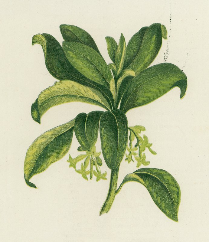Spurge Laurel, Daphne Laureola tekijältä English School