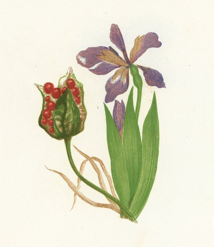 Haiseva Iris, Iris Foetidissima tekijältä English School