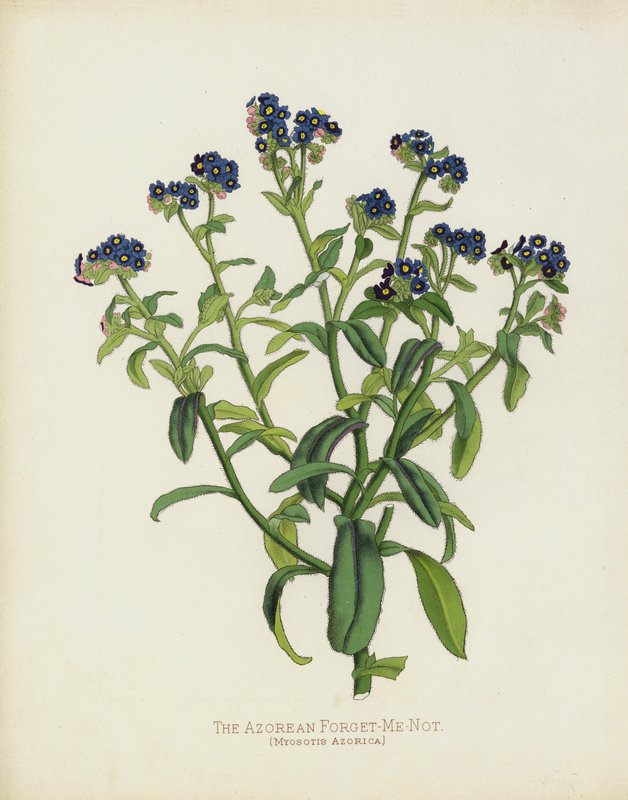 Azorien unohda, Myosotis Azorica tekijältä English School