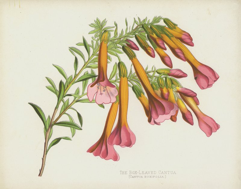 Laatikkolehtinen Cantua, Cantua Buxifolia tekijältä English School