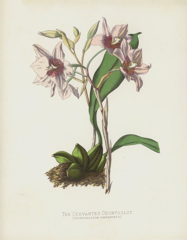 Cervantes Odontoglot, Odontoglossum Cervantesii tekijältä English School