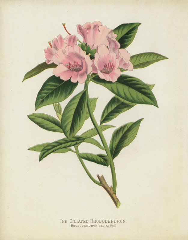 Rhododendron Ciliatum, Rhododendron Ciliatum, säikeistetty Rhododendron tekijältä English School