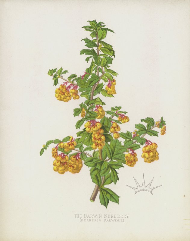 Darwin Barberry, Berberis Darwinii tekijältä English School