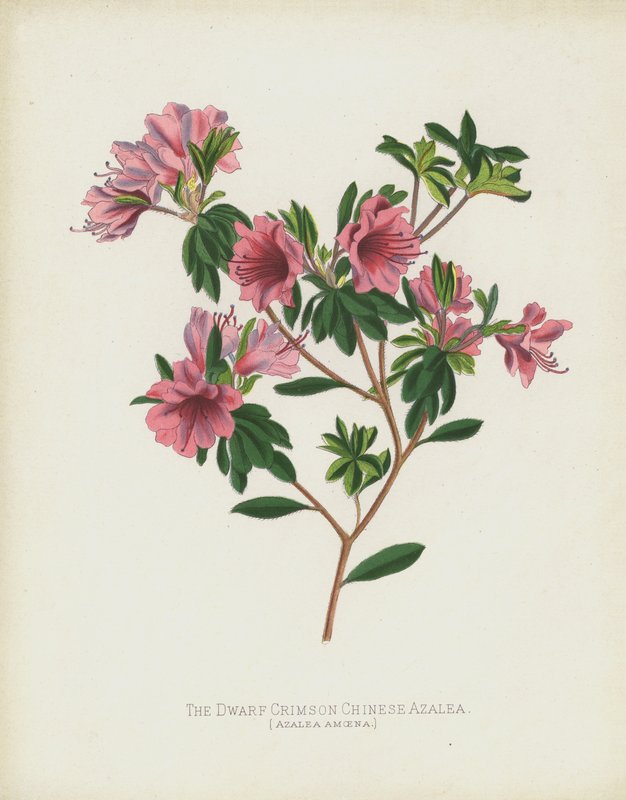 Kääpiö Crimson kiinalainen atsalea, Azalea Amoena tekijältä English School