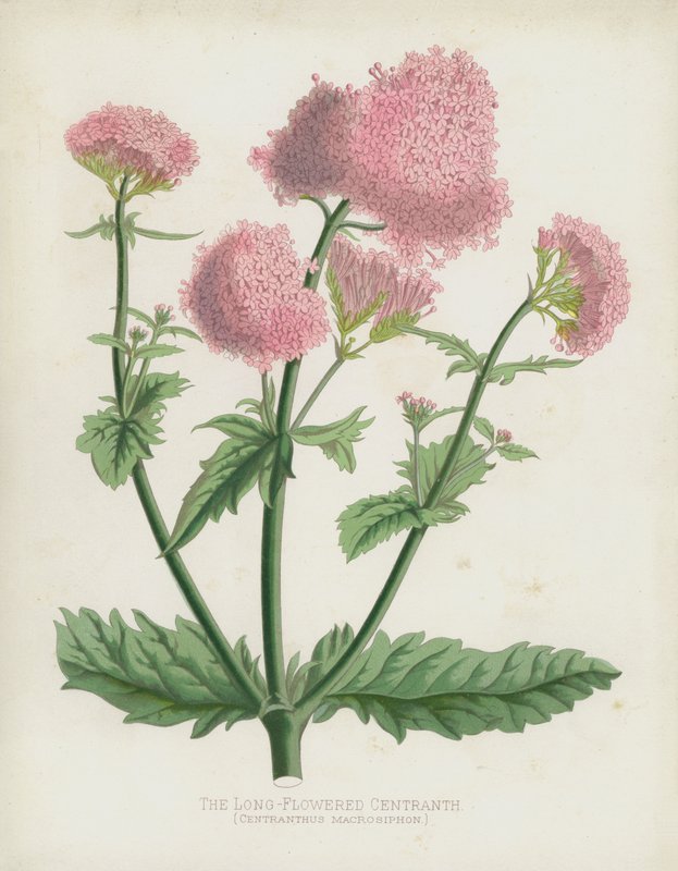 Pitkäkukkainen Centranth, Centranthus Macrosiphon tekijältä English School