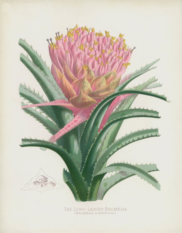 Pitkälehtinen bromelia, Bromelia Longifolia tekijältä English School