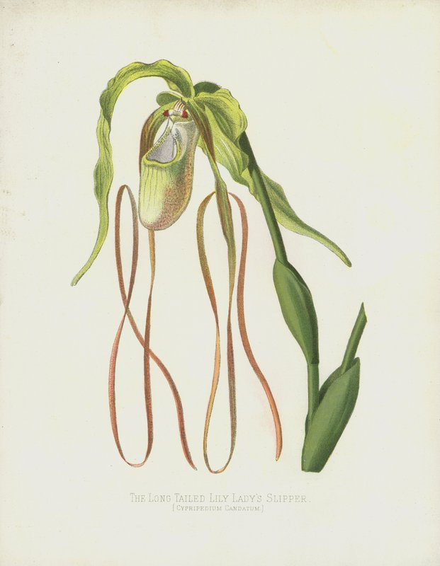 Pitkähäntäinen Ladys-tossu, Cypripedium Caudatum tekijältä English School