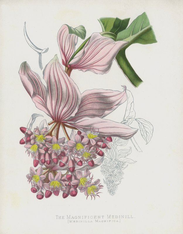 The Magnificent Medinilla, Medinilla Magnifica tekijältä English School