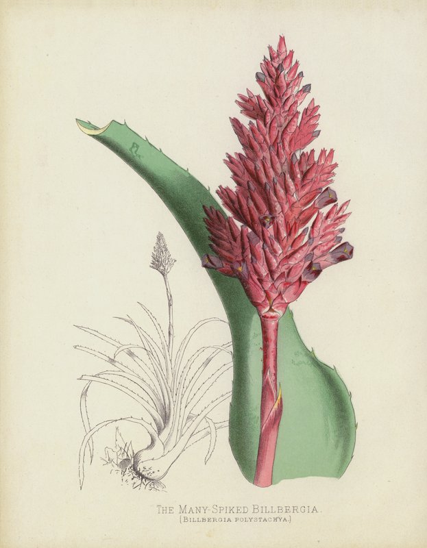 Monipiikinen Billbergia, Billbergia(?) Polystachya tekijältä English School