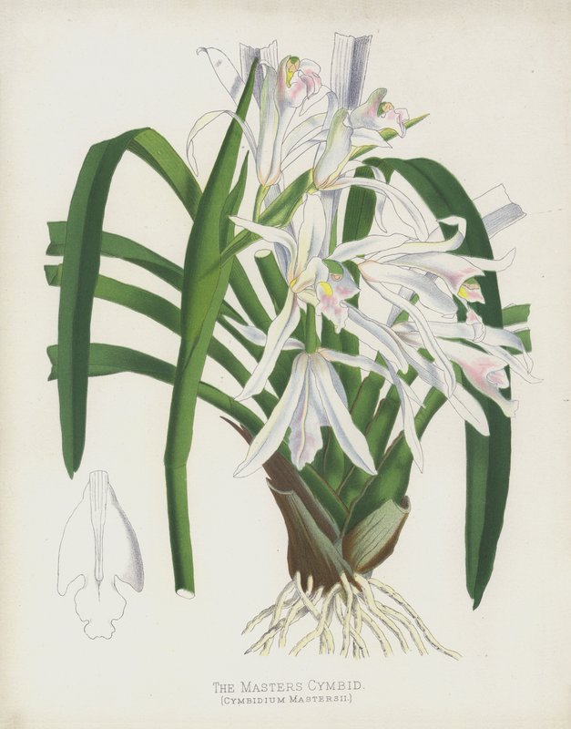 Masters Cymbid, Cymbidium Mastersii tekijältä English School