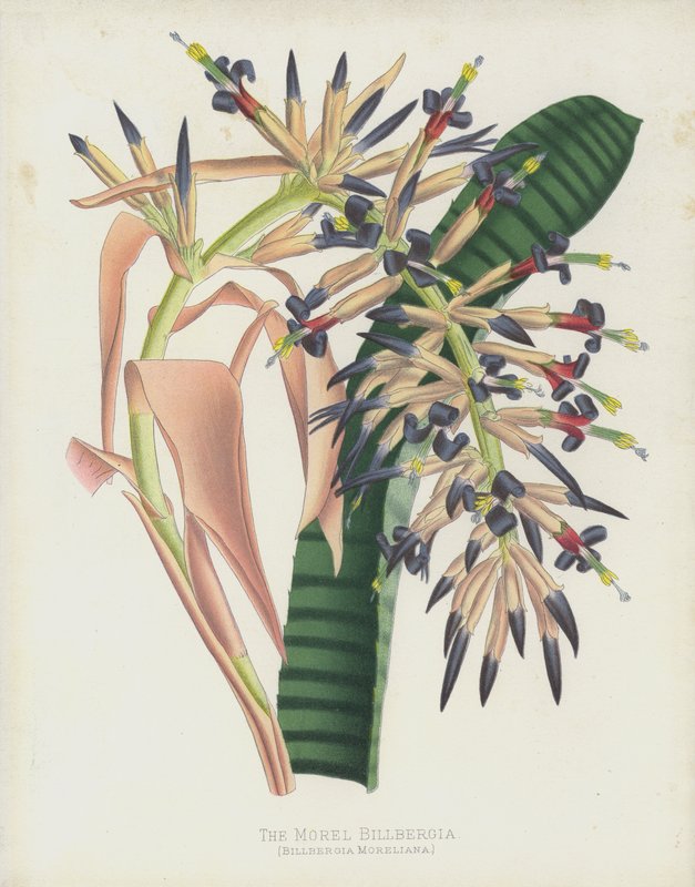The Morel Billbergia, Billbergia Moreliana tekijältä English School