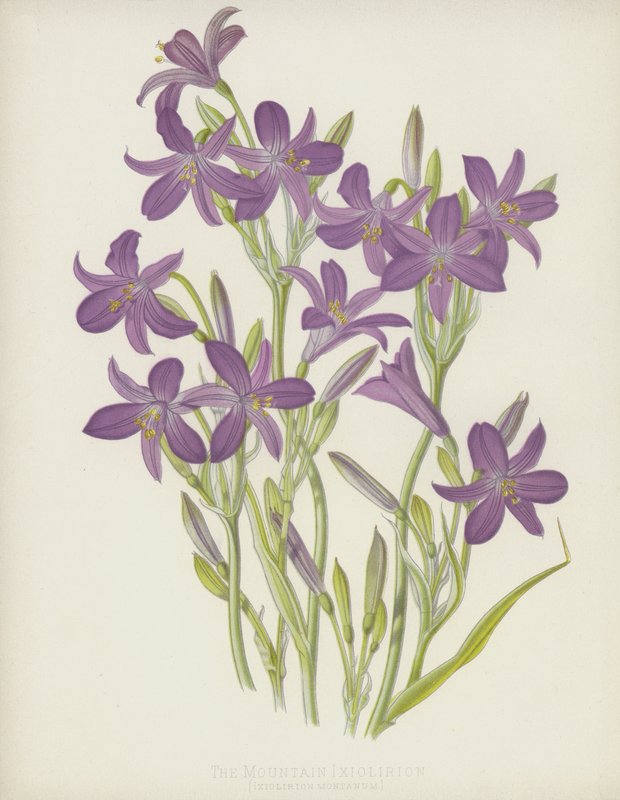 Vuori Ixiolirion, Ixiolirion Montanum tekijältä English School
