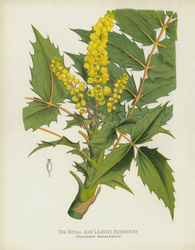 Nepalin tuhkapensasmarja, Berberis Nepalensis tekijältä English School