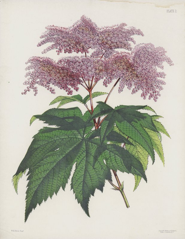 Palmate-Leaved Spiraea, Spiraea Palmata tekijältä English School