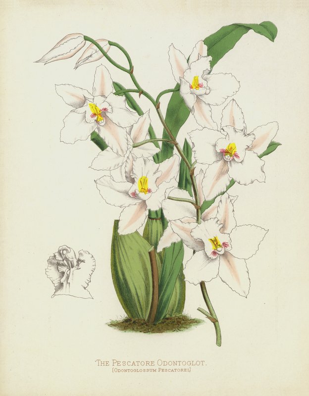 Kalastaja Odontoglot, Odontoglossum Pescatorei tekijältä English School