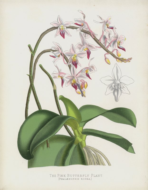 Pink Butterfly Plant, Phalaenopsis Rosea tekijältä English School
