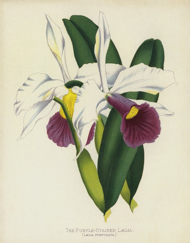 Purppuravärinen Laelia, Laelia Purpurata tekijältä English School